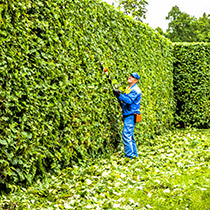 Hedge Trimming